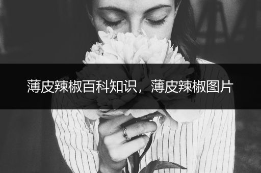 薄皮辣椒百科知识，薄皮辣椒图片