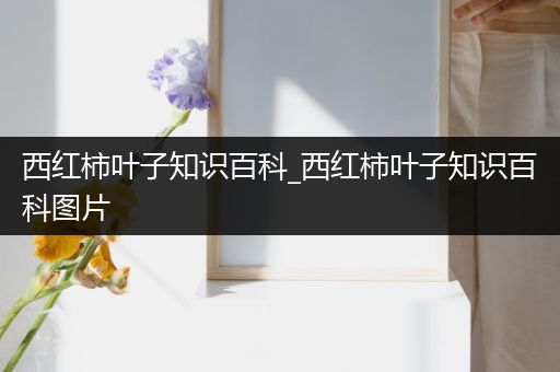 西红柿叶子知识百科_西红柿叶子知识百科图片
