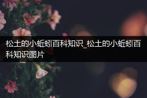 松土的小蚯蚓百科知识_松土的小蚯蚓百科知识图片