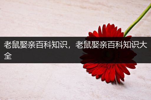 老鼠娶亲百科知识，老鼠娶亲百科知识大全