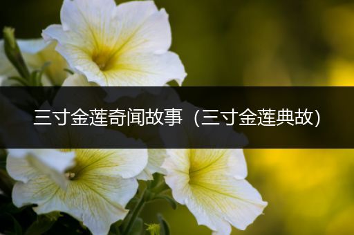 三寸金莲奇闻故事（三寸金莲典故）