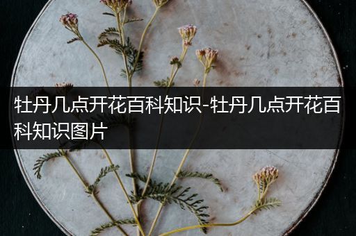 牡丹几点开花百科知识-牡丹几点开花百科知识图片