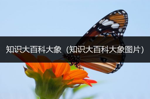 知识大百科大象（知识大百科大象图片）