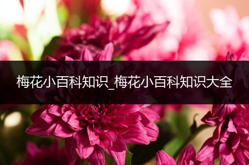 梅花小百科知识_梅花小百科知识大全