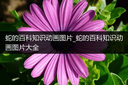 蛇的百科知识动画图片_蛇的百科知识动画图片大全