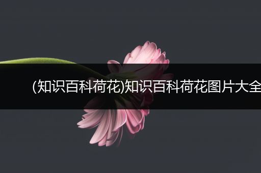 （知识百科荷花)知识百科荷花图片大全