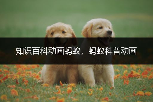 知识百科动画蚂蚁，蚂蚁科普动画