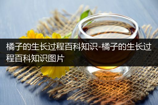 橘子的生长过程百科知识-橘子的生长过程百科知识图片