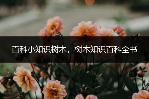 百科小知识树木，树木知识百科全书