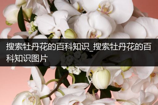 搜索牡丹花的百科知识_搜索牡丹花的百科知识图片