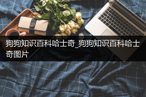 狗狗知识百科哈士奇_狗狗知识百科哈士奇图片