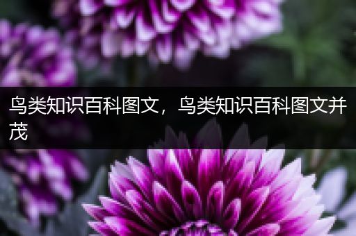 鸟类知识百科图文，鸟类知识百科图文并茂