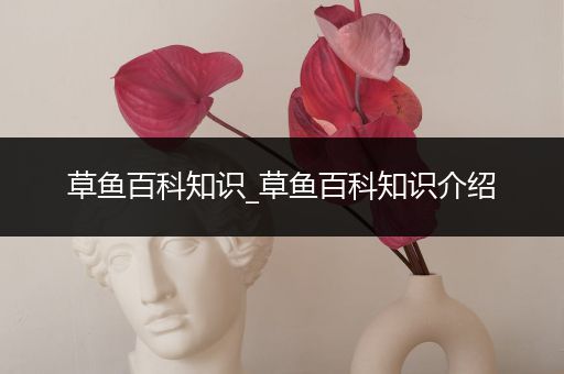 草鱼百科知识_草鱼百科知识介绍