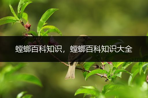 螳螂百科知识，螳螂百科知识大全