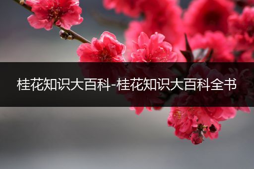 桂花知识大百科-桂花知识大百科全书