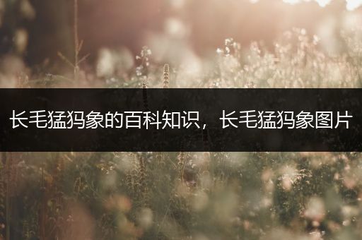 长毛猛犸象的百科知识，长毛猛犸象图片