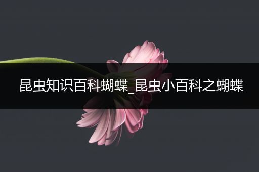 昆虫知识百科蝴蝶_昆虫小百科之蝴蝶