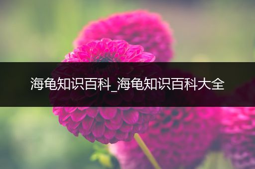 海龟知识百科_海龟知识百科大全