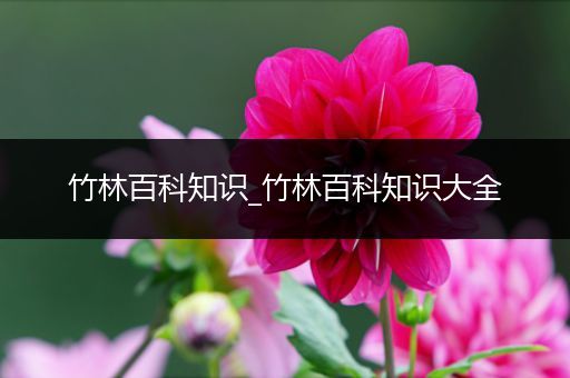 竹林百科知识_竹林百科知识大全