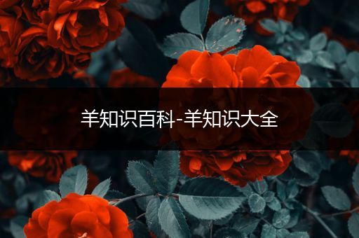 羊知识百科-羊知识大全