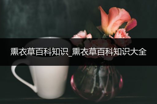 熏衣草百科知识_熏衣草百科知识大全