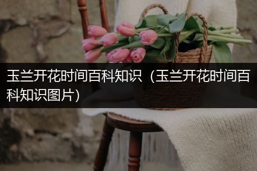 玉兰开花时间百科知识（玉兰开花时间百科知识图片）