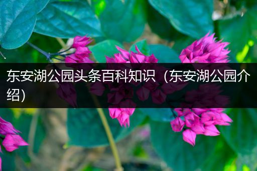 东安湖公园头条百科知识（东安湖公园介绍）