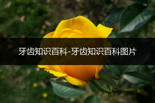 牙齿知识百科-牙齿知识百科图片