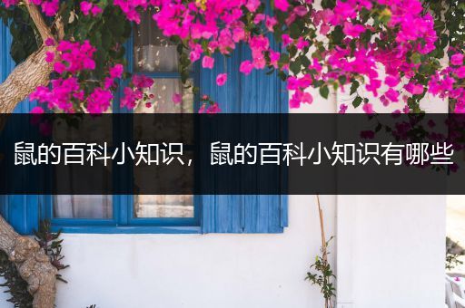 鼠的百科小知识，鼠的百科小知识有哪些