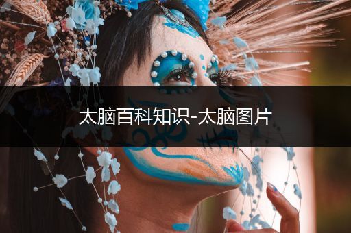太脑百科知识-太脑图片