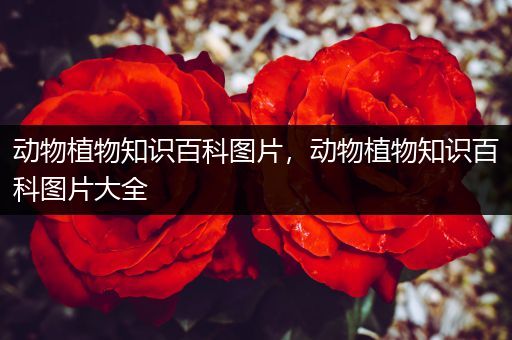 动物植物知识百科图片，动物植物知识百科图片大全