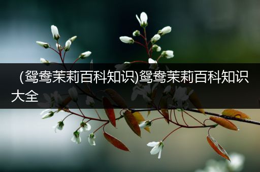 （鸳鸯茉莉百科知识)鸳鸯茉莉百科知识大全