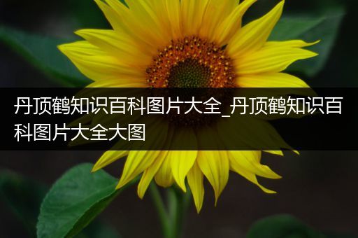 丹顶鹤知识百科图片大全_丹顶鹤知识百科图片大全大图
