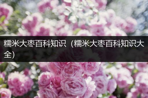 糯米大枣百科知识（糯米大枣百科知识大全）