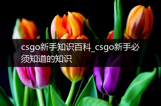 csgo新手知识百科_csgo新手必须知道的知识