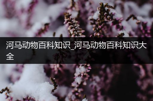 河马动物百科知识_河马动物百科知识大全