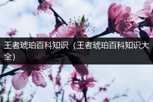 王者琥珀百科知识（王者琥珀百科知识大全）