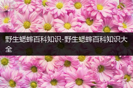 野生蟋蟀百科知识-野生蟋蟀百科知识大全