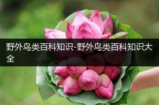 野外鸟类百科知识-野外鸟类百科知识大全