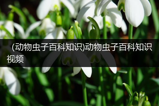 （动物虫子百科知识)动物虫子百科知识视频
