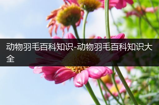 动物羽毛百科知识-动物羽毛百科知识大全
