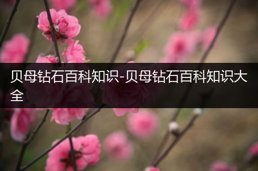 贝母钻石百科知识-贝母钻石百科知识大全