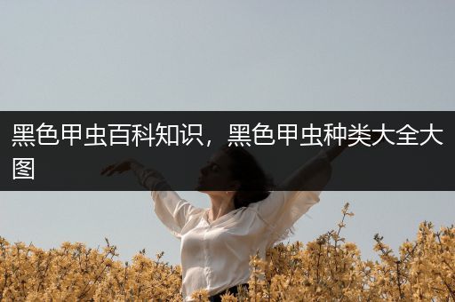 黑色甲虫百科知识，黑色甲虫种类大全大图