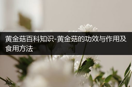 黄金菇百科知识-黄金菇的功效与作用及食用方法