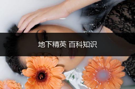 地下精英 百科知识