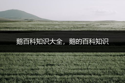 鹅百科知识大全，鹅的百科知识