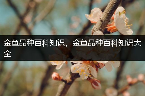 金鱼品种百科知识，金鱼品种百科知识大全