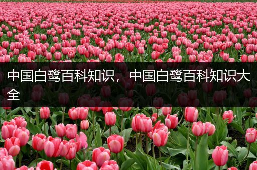 中国白鹭百科知识，中国白鹭百科知识大全