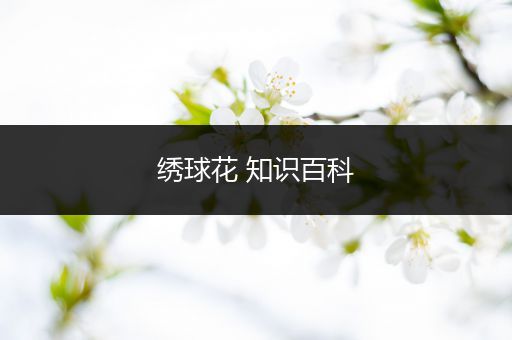 绣球花 知识百科