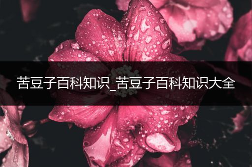 苦豆子百科知识_苦豆子百科知识大全